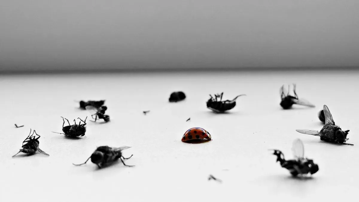 anti mouche maison — Anti mouche maison : les bons gestes avant le produit